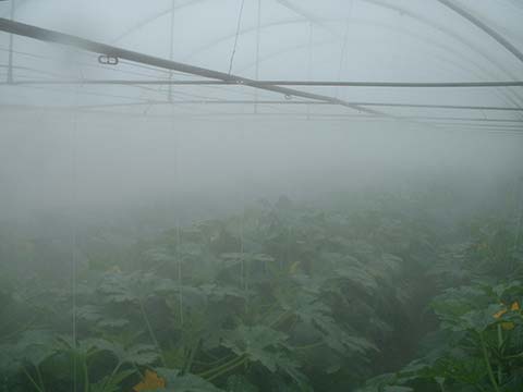 greenhouse-cooling1
